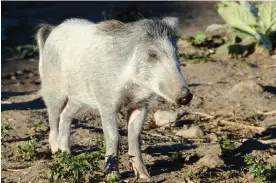  ?? Wellington. Photograph: Geoff Marshall/Alamy ?? New Zealand’s feral pig population descended from pigs brought out on colonial ships in the late 1700s. They are now well establishe­d across about roughly a third of the country, including the capital,