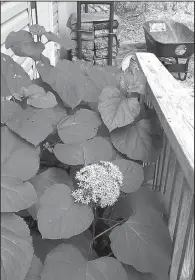  ?? Special to the Democrat-Gazette/JANET B. CARSON ?? Mexican hydrangea, aka Cashmere bouquet, will expand to fill whatever space it isn’t yanked out of.