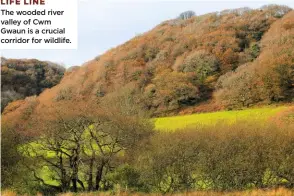  ??  ?? LIFE LINE The wooded river valley of Cwm Gwaun is a crucial corridor for wildlife.