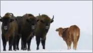  ?? RAFAL KOWALCZYK VIA AP PHOTO ?? A cow stands near to a group of bison, near Wasilkowo village, 10 km from Hajnowka, Poland. A farmyard cow in Poland has chosen freedom this winter, roaming with a bison herd for three months after escaping its pen. The cow has been spotted following...