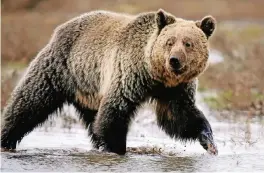  ?? FOTO: REUTERS ?? Ungefähr 15.000 Grizzlybär­en leben in British Columbia.
Einige Hundert wurden bisher jedes Jahr von Jägern
geschossen.