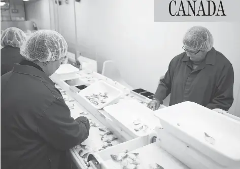  ?? CNW GROUP / CLEARWATER SEAFOODS INCORPORAT­ED ?? Workers sort Arctic surf clams — a popular ingredient for sushi across Asia — at Clearwater’s facility in Grand Bank, N.L. The fishery has been recently shaken by the federal government decision to award a quarter of the Atlantic surf clam quota to an...