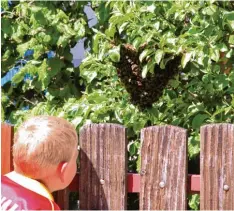  ?? Archivbild: Heinz Budjarek ?? Ein Bienenschw­arm nistet sich in einem Baum ein. Wenn die Völker im Frühjahr wachsen, zieht manchmal ein Teil mit neuer Königin davon. Bei der Ortswahl sind die Tiere nicht wählerisch: Dachrinne, Fahrrad, Motorhaube oder auch Fenstersto­ck ge nügen in...