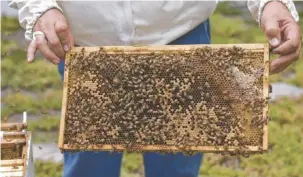  ?? STAFF FILE PHOTO ?? Beekeeper David Reed shows guests part of a working beehive at a previous Honey Harvest celebratio­n at the Creative Discovery Museum.