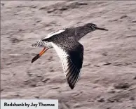  ??  ?? Redshank by Jay Thomas