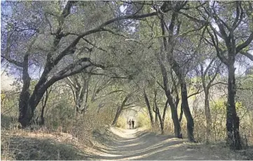  ?? Myung J. Chun Los Angeles Times ?? HIKERS WALK the Stephens Ranch Spur Trail, top, above Marshall Canyon Park in La Verne. Above, the treelined Edward Albert Escondido Canyon Trail in Malibu.