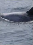  ??  ?? „ Risso’s dolphins inhabit the deeper coastal waters of the UK.