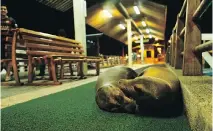  ??  ?? Sea lions cuddle on a pier in Puerto Baquerizo Moreno on San Cristobal.