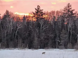  ?? RYAN GARZA/DETROIT FREE PRESS FILE ?? A coyote walks through a snowy field in the Upper Peninsula of Michigan. A coyote hunt had been scheduled to start in Dearborn on April 4.