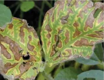  ?? Daren Mueller - Iowa State Universi ty Extensi on and Outreach ?? ABOVE: The leaf markings produced by sudden death syndrome in soya bean are not dissimilar to those of brown stem rot, stem canker, charcoal rot and chemical burn. Accurate identifica­tion is therefore important.