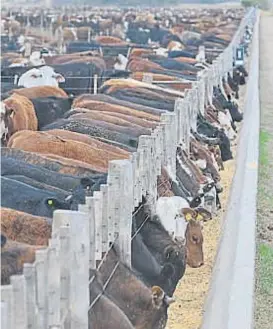  ?? (LA VOZ) ?? Ocupación. El feedlot podría mejorar sus márgenes ante la necesidad del criador de tener que anticipar la venta de terneros por la sequía.