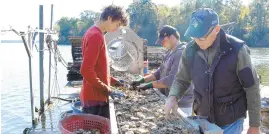  ?? BARBARA HADDOCK TAYLOR/BALTIMORE SUN ?? Jacob Hamidi, left, and Kyle Shelnutt, center, help owner Tal Petty sort oysters by size at the Hollywood Oyster Company, an oyster farm in southern Maryland. Climate change and this year’s rain are affecting the region’s oysters.