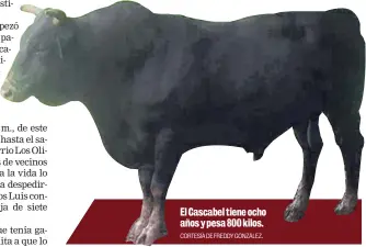  ?? CORTESÍA DE FREDDY GONZÁLEZ. ?? El Cascabel tiene ocho años y pesa 800 kilos.