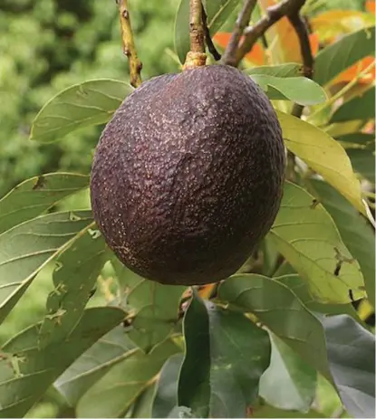  ?? CORTESÍA ?? Prevén descubrir más propiedade­s al estudiar toda la gama de aguacates.