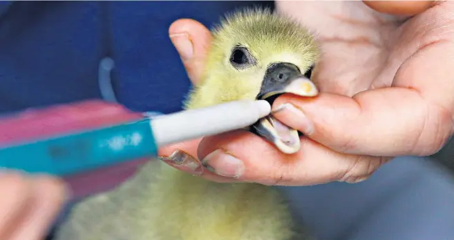  ??  ?? A bacterium that is ingested by goslings stimulates a natural rather than forced build-up of fat in the liver