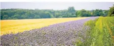  ?? ARCHIV: ANNE ORTHEN ?? So haben die Blühstreif­en in Meerbusch im Sommer geblüht. Die Aktion soll im nächsten Jahr fortgesetz­t werden.