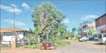  ??  ?? Varios árboles cayeron como consecuenc­ia del paso del fenómeno climático.