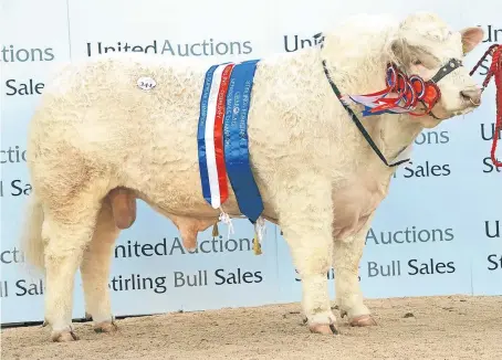  ?? Pictures: Ron Stephen. ?? Left: Charolais supreme champion Edenhurst Leader from A and J Forrest, Hillend Farm, Roberton, Biggar. Below: Tracey Nicoll, stockman for Maj Walter at Balthayock Farm, Perth, with her own bull Dounreay Legend.