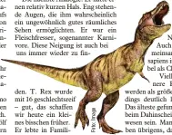  ??  ?? T. Rex wurde mit 16 geschlecht­sreif – gut, das schaffen wir heute ein kleines bisschen früher. Er lebte in FamiliKill­er,