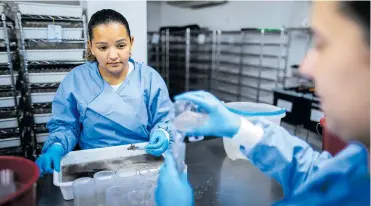  ?? FOTO AFP ?? En los barrios donde se hace el estudio se ha registrado Una reducción en los casos de dengue y chikunguny­a.