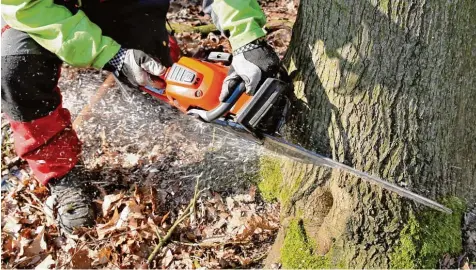  ?? Symbolfoto: Jan Woitas, dpa ?? In Augsburg sollen Bäume bei Bauarbeite­n besser geschützt werden, damit sie nicht geschädigt und am Ende gefällt werden.