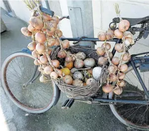  ?? PHOTO : ARCHIVES OUEST-FRANCE ?? partir de 1820, les «Johnnies» traversent la Manche pour aller vendre la production d’oignons rosés en Angleterre, à vélo notamment.|