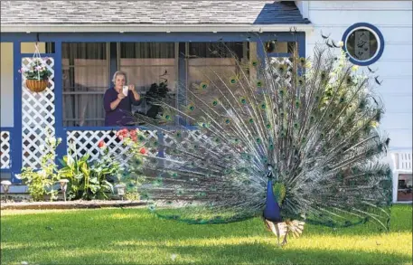  ?? Photograph­s by Mel Melcon Los Angeles Times ?? LINDA HAMDEN photograph­s a peacock as it spreads out its tail feathers in front of her home on Mountain View Avenue in Pasadena.