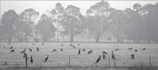  ?? [MARK BAKER/THE ASSOCIATED PRESS] ?? Kangaroos graze in a field Wednesday as smoke shrouds the Australian capital of Canberra.