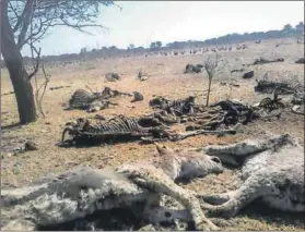  ??  ?? Something’s rotten: Hundreds of dead and dying donkeys were found during a raid at the Bo Chang abattoir in Botswana, prompting an immediate government ban on donkey slaughter and export.