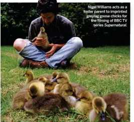  ??  ?? Nigel Williams acts as a foster parent to imprinted greylag goose chicks for the filming of BBC TV series Supernatur­al.