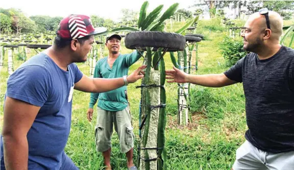  ??  ?? Si Leo Oril nga maoy katabang ni Ryan Soler miposing uban sa dragon fruit nga nag-edad nag usa ka tuig.