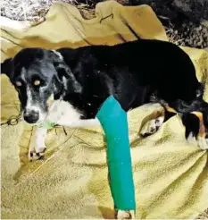  ??  ?? Keyla erlitt beim Unfall einen doppelten Beinbruch.