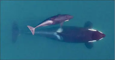  ?? The Associated Press ?? Researcher­s say there’s a new calf among the population of critically endangered killer whales that live in the waters between Washington state and Canada. Staff first saw the calf on Friday at the eastern end of the Strait of Juan de Fuca, but survival rates for baby orcas are only about 50 per cent.