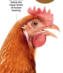  ?? ?? Chickens can hear well below the lower limits of human hearing