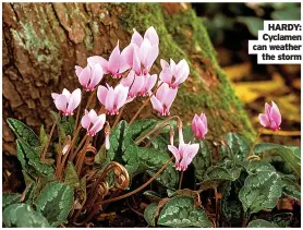  ?? ?? HARDY: Cyclamen can weather the storm