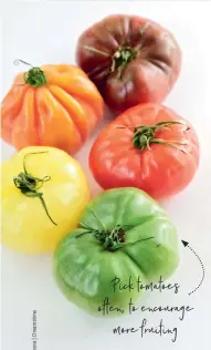  ??  ?? Pick tomatoes often, to encourage more fruiting