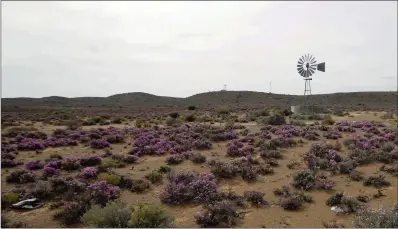  ?? Picture: REUTERS ?? Spring flowers blossom in an arid landscape near Laingsburg in the Karoo in October last year. If energy companies and the ANC have their way, the Karoo will soon be home to scientists and geologists mapping out shale-gas fields. FRACKING has been...