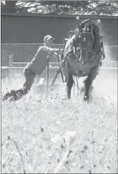  ?? Submitted ?? Austin Daniel and Chub took the top spot in the kids single pull at the Sept. 3 Gala Days Horse Pull, hosted in Burlington.