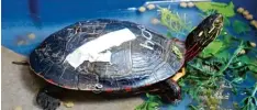  ?? Foto: Braune ?? Autos und Motorboote­n hält selbst der harte Panzer einer Schildkröt­e nicht stand. Nach ihrer OP bleiben die Tiere mindestens acht Wochen in der Klinik.