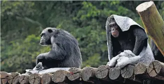  ?? FOTOS: HÉLVIO ROMERO/ESTADÃO ?? Estratégia. Macacos ganham cobertores para andar, enquanto girafa fica em área climatizad­a