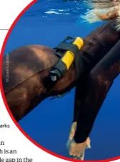  ??  ?? Handheld
‘ESPEARS’ have been developed to emit electrical fields to deter sharks