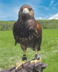  ?? Lisa Rathke, The Associated Press ?? A Harris's hawk perches on the hand of falconer Jessica Snyder at New England Falconry in Woodstock, Vt., in May.