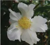  ??  ?? BELOW:Camellia ‘Setsugekka’