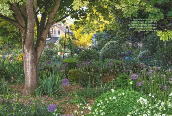  ??  ?? The Regency rectory can be glimpsed from beneath the boughs of a maple, among a gravel garden studded with box balls and alliums