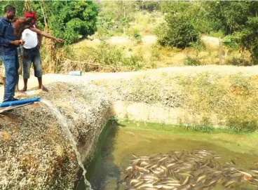  ??  ?? Some fish farmers at a fish pond