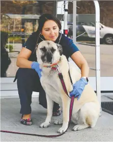  ?? NICK PROCAYLO ?? Lauren Adelman works at Canada West Veterinary hospital in Vancouver, where a ward has been created for animals from homes with coronaviru­s exposure. Non-urgent surgeries have been cancelled.