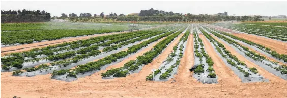  ??  ?? Fields of produce at Woodhaven gardens.