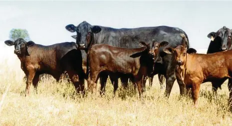  ?? PHOTO: FILE ?? CALVING: A Meat and Livestock Australia project is looking at efficienci­es in weaning calves in order to boost rates and reduce calf loss.