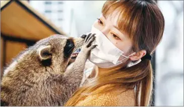  ?? AFP ?? Cafe owner Cheng Chen carries a raccoon during an interview with AFP at her establishm­ent, Raccoon Cafe, in Shanghai.