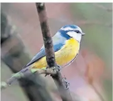  ?? FOTO: DPA ?? Die Blaumeise gehört zu den häufigen Besuchern im Garten. Im kreisweite­n Ranking liegt sie auf Platz zwei.